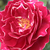Roșu și alb - Trandafir perpetual hibrid - Baron Girod de l'Ain